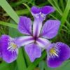 عطر زنانه گل زنبق Iris flower